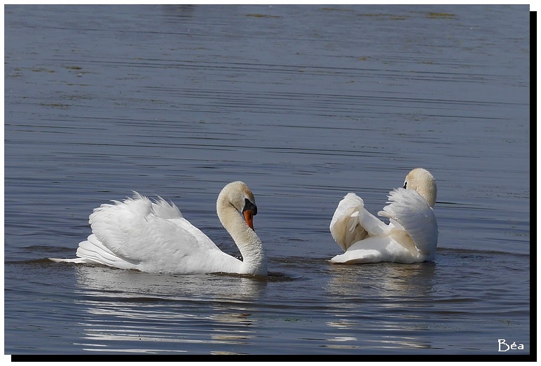 Le lac des cygnes