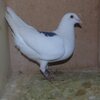 pigeondu62