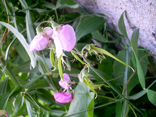 Plantes Officinales