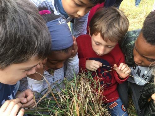 entretenir le verger et apprendre