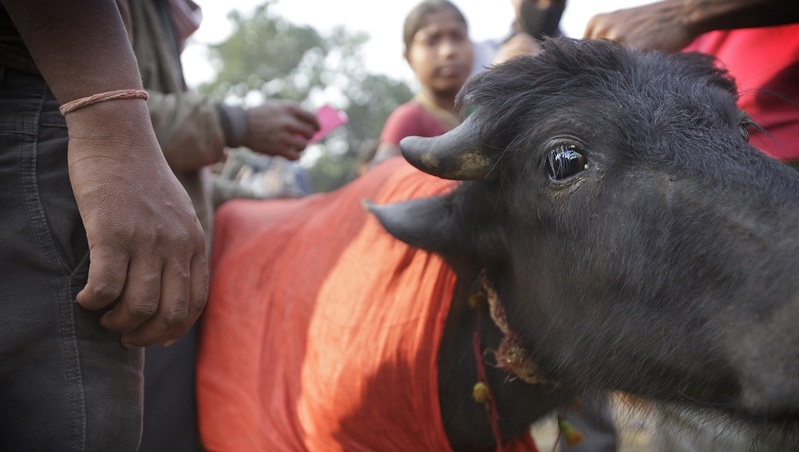 Gadhimai : retour de l’un des plus grands sacrifices d’animaux au monde…