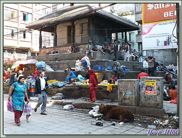 Blog de images-du-pays-des-ours : Images du Pays des Ours (et d'ailleurs ...), Vache sacrée à Katmandou - Népal