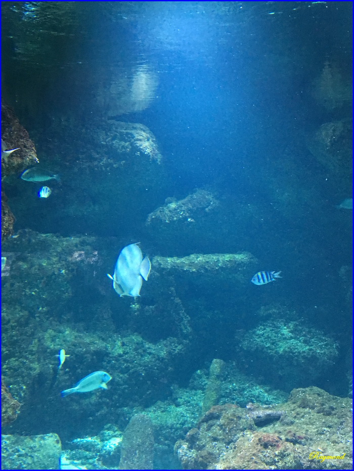 Aquarium de la rochelle.1