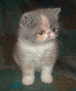 b-392778-exotic shorthair kedi