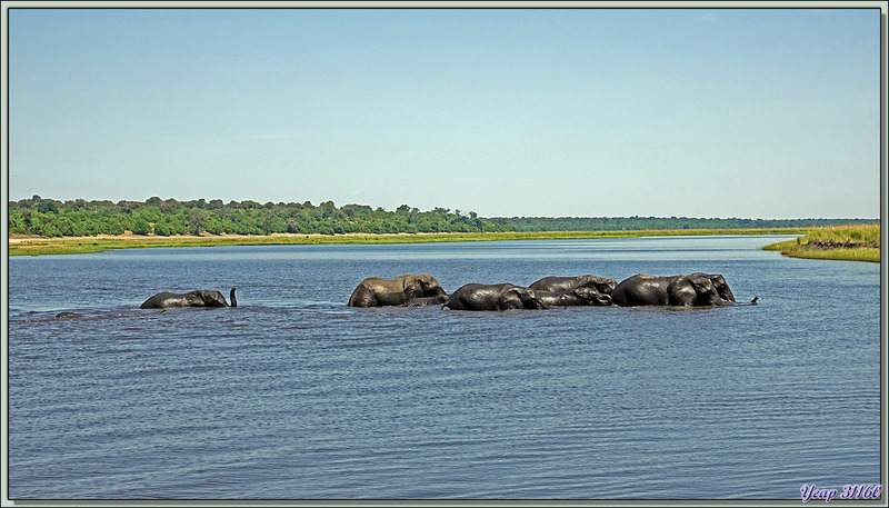 Au loin, un troupeau d'éléphants se désaltère, le bateau dévie sa route et nous y allons - Safari nautique - Parc National de Chobe - Botswana