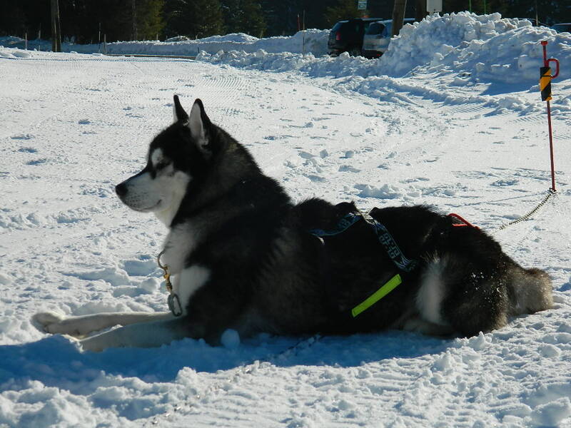 Chiens des glaces