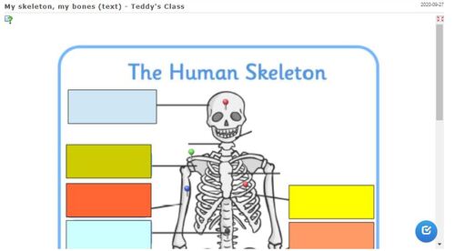 CE2SC - Skeleton & Bones (2)