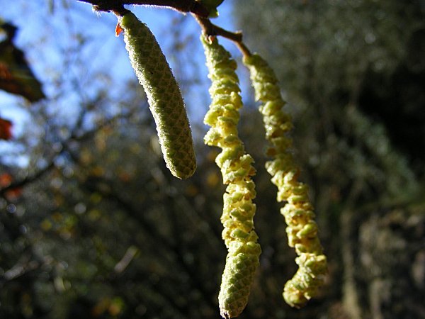 jardin d'automne (9)