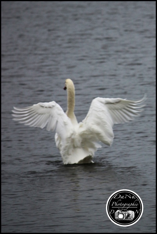 Les cygnes