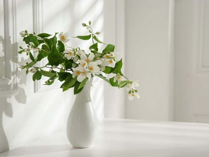 Beautiful,bouquet,with,fresh,jasmine,flowers,in,vase,on,white