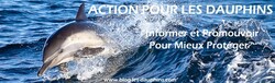 Arrêtons le massacre des dauphins