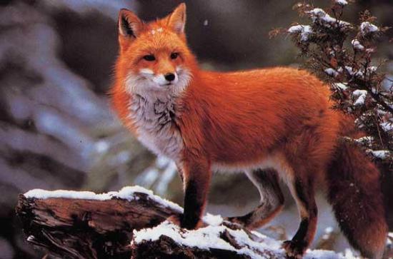 Résultat de recherche d'images pour "RENARD DANS LA NEIGE"