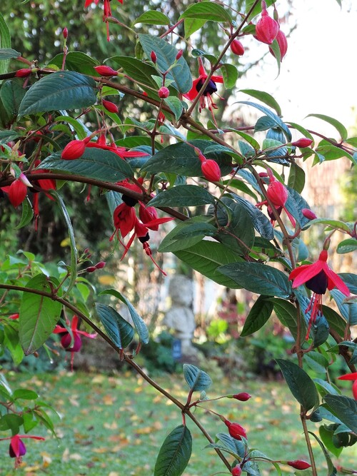 Dernières heures pour le coin "Fuchsias"