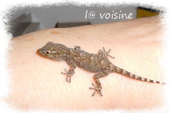 geckino2-copie-2.jpg