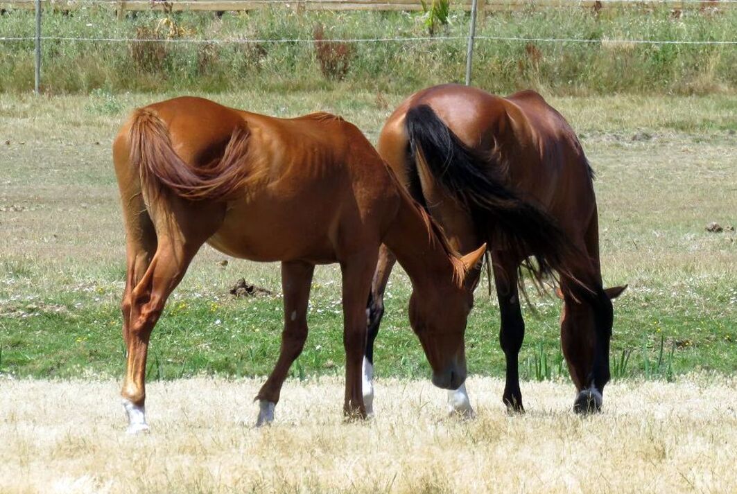 des chevaux ...