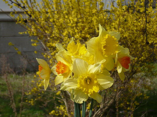 Résultat de recherche d'images pour "image courage jonquilles"