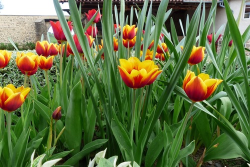 Tulipes :