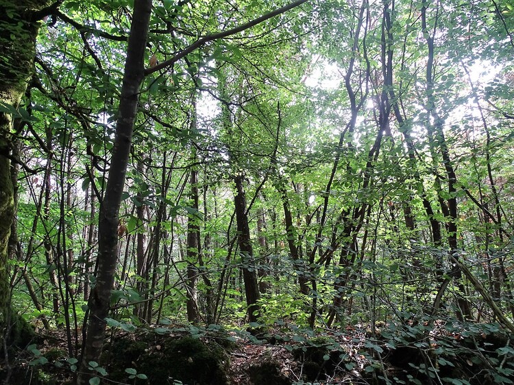 Les alignements de Cernevec - Forêt de Camors - La forêt