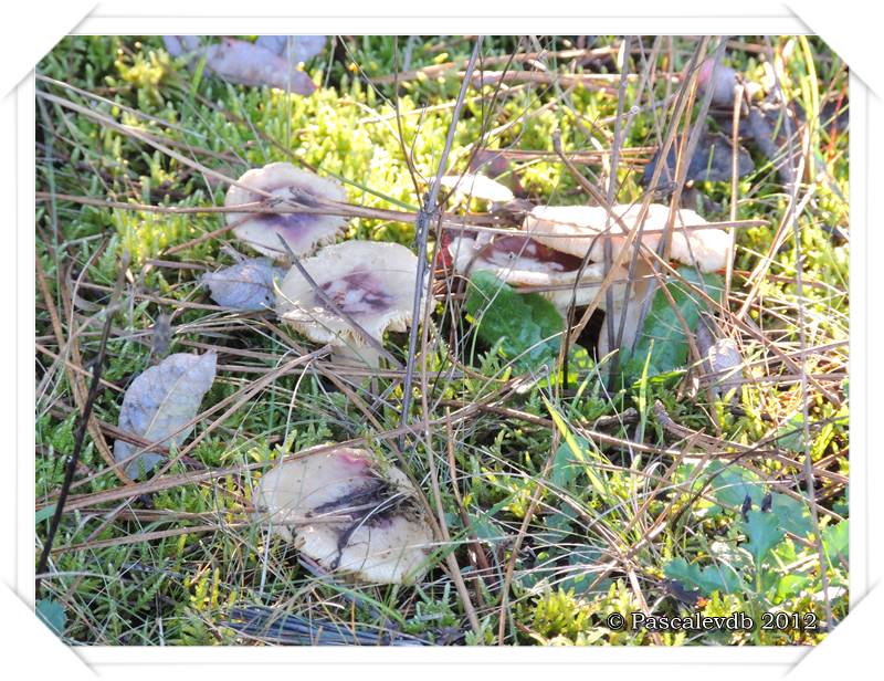 Cueillette de champignons sur la route de Lacanau - 3/4