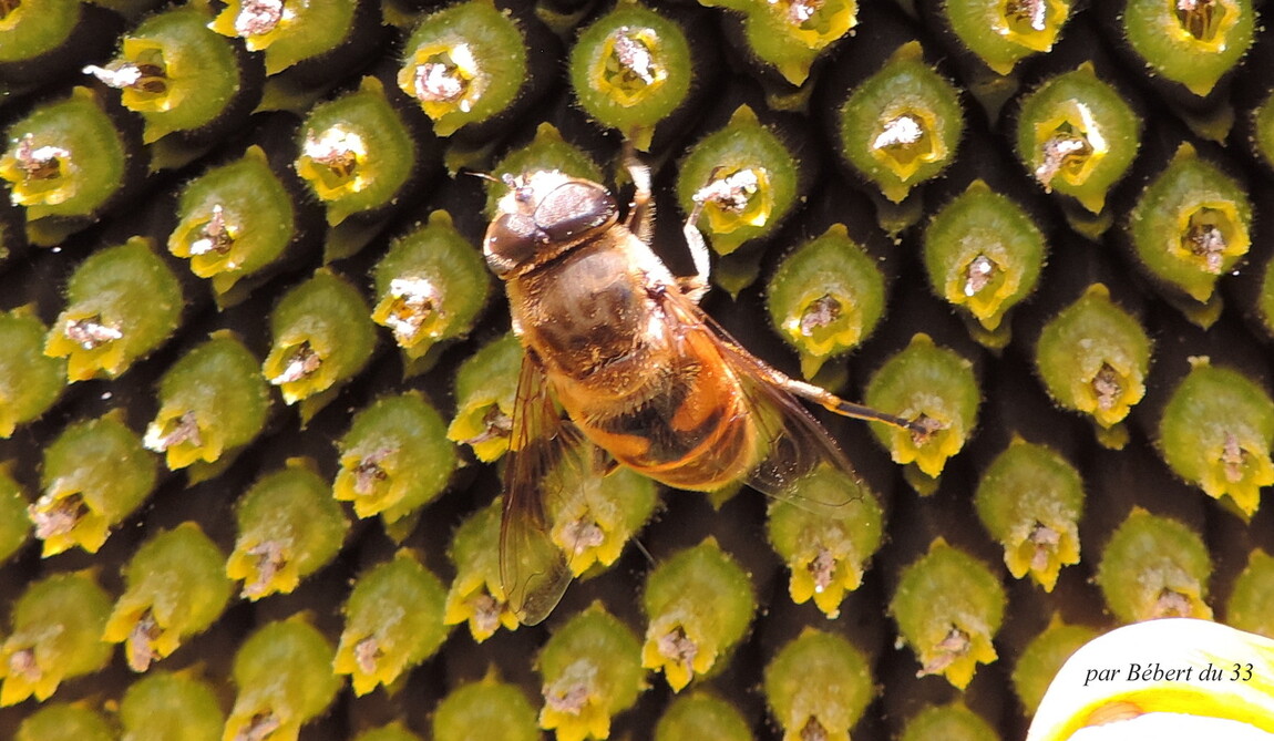 une abeille sur un tournesol