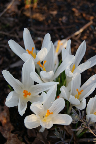 crocus Jeanne d'Arc