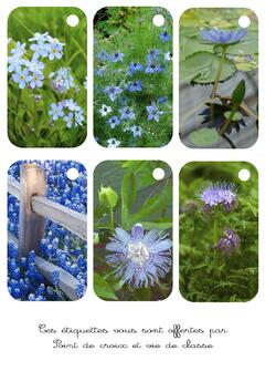 Cartonnettes fleurs bleues