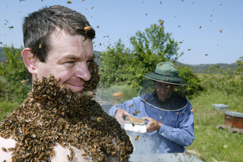 Le monde des abeilles Page 2