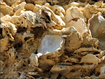 Huitres fossiles à Sainte-Croix-du-Mont (Gironde)