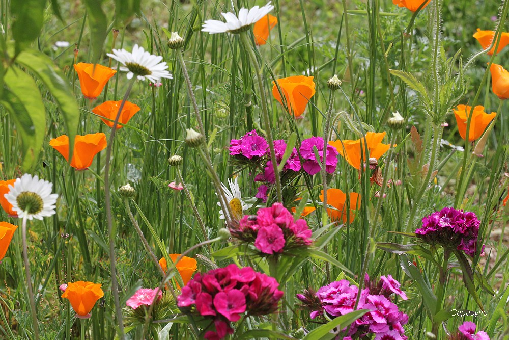 Le jardin nature, devant...