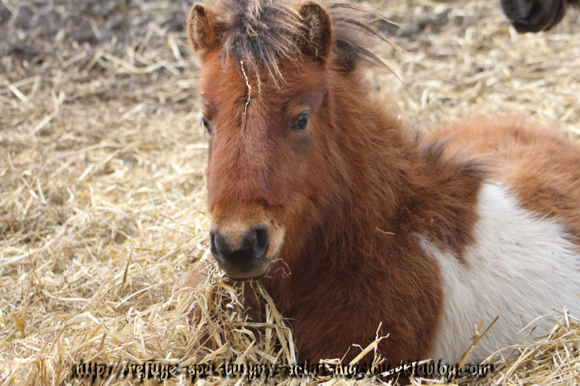 Photos poneys d'Epagne Epagnette ...page 1/2 - du 15/03/13