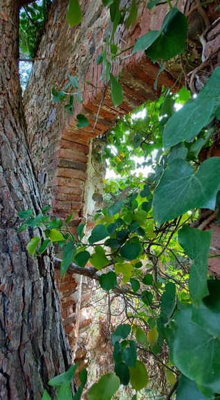 Peut être une image de arbre, plein air et mur de briques