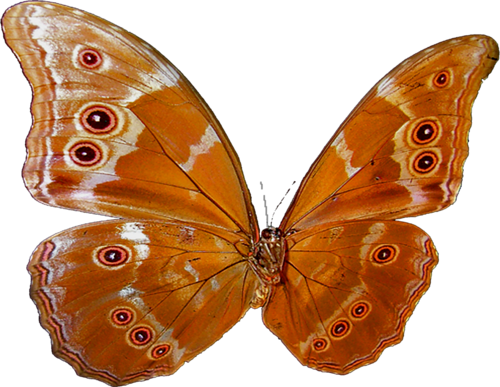 Papillons Série 2