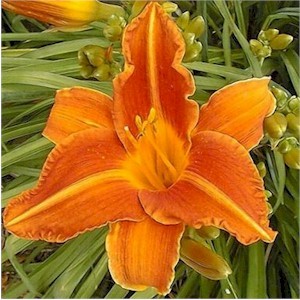 daylily mauna loa