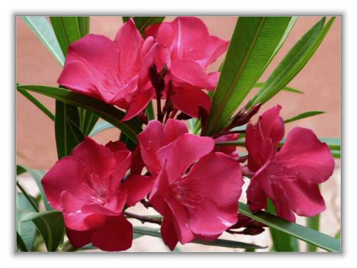 Nerium oleander 