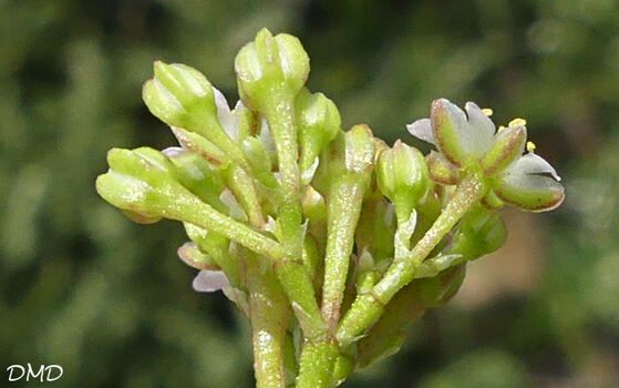 Polycarpon polycarpoides subsp. catalaunicum  -  polycarpon de Catalogne