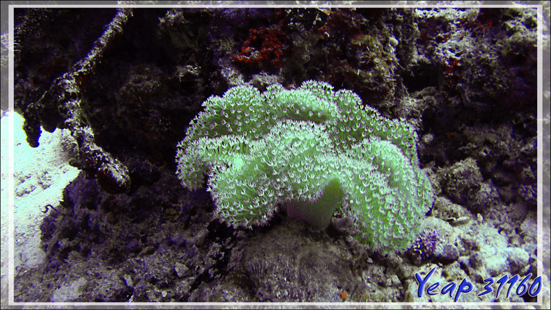 Corail mou Sarcophyton ou alcyonaire pédonculé, alcyonaire champignon, corail cuir - Kuda Miaru Thila - Atoll d'Ari - Maldives