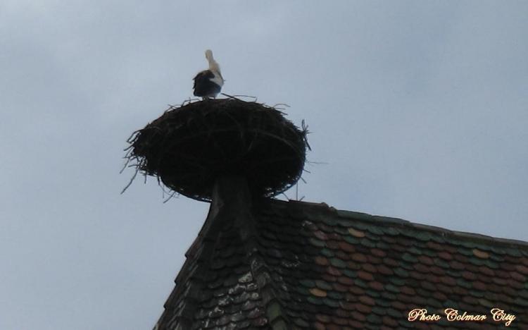 Colmar le nez en l’air : Cigogne