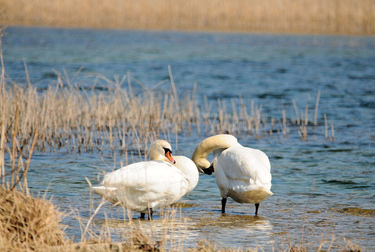  Les cygnes du lac saint point