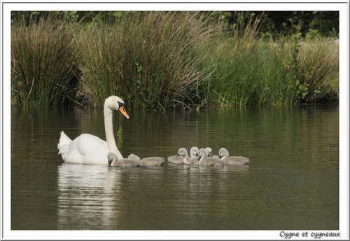 CLICHES TENDRESSE