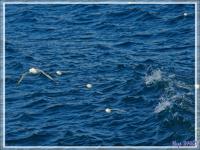 Fulmar boréal, Pétrel fulmar, Northern Fulmar (Fulmarus glacialis) - Navigation entre Karrat Island et Illulissat - Upernivik Island - Groenland