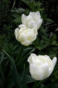 Tulipes Mondial5