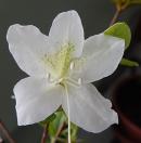 Identification par les fleurs !
