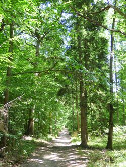 Le circuit du Bois des Vignes