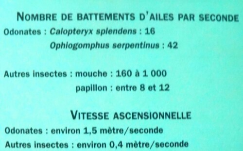 "Les insectes", une conférence passionnante de Jean Ponsignon, à Aignay le Duc