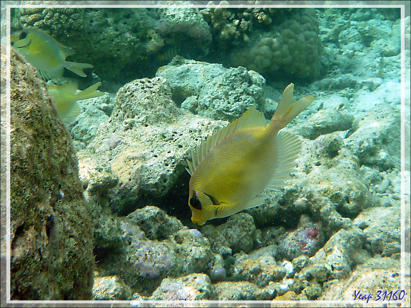 Snorkeling : Poisson-lapin tacheté ou à points bleus, Picot corail, Blue-spotted spinefoot (Siganus corallinus) - Moofushi - Atoll d'Ari - Maldives