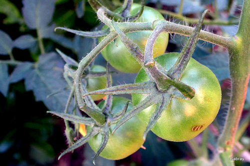 Des légumes dans mon jardin !