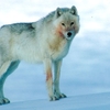 loup arctique (7).jpg