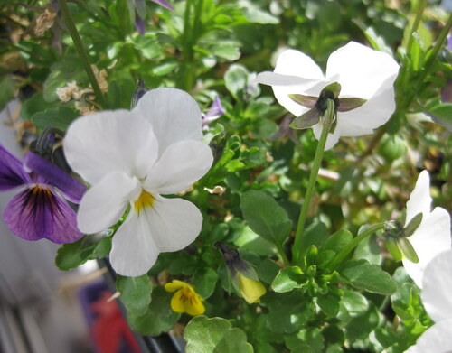 Les fleurs du samedi gérées par Jean Pierre