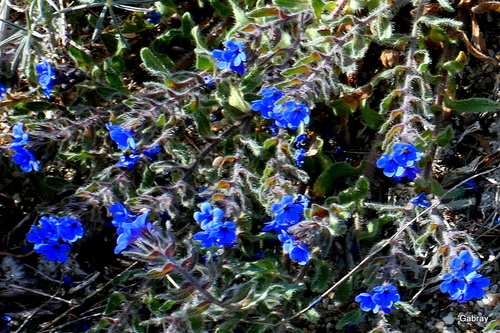 Les fleurs bleues sauvages