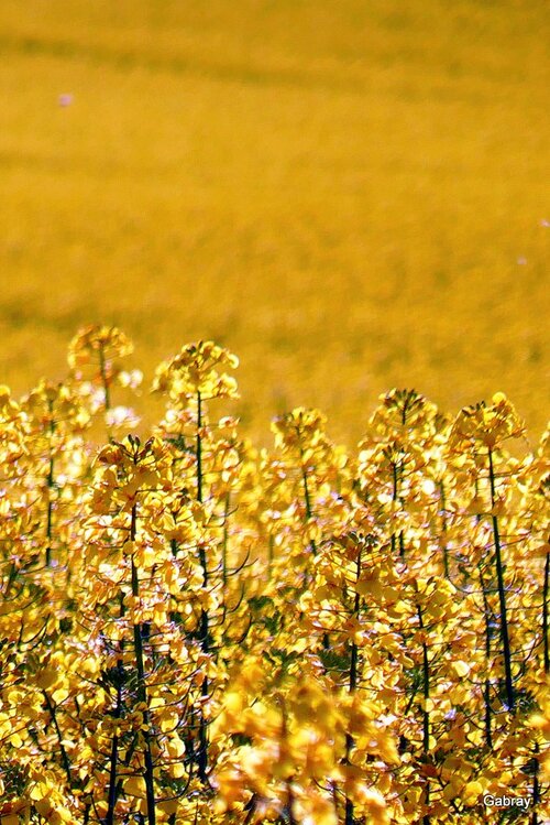 Les champs de colza en Lauragais 